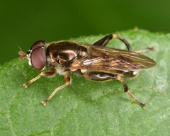 Chalcosyrphus metallicus