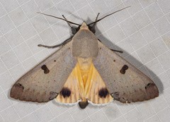Ophiusa parcemacula