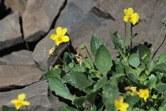 Viola purpurea quercetorum