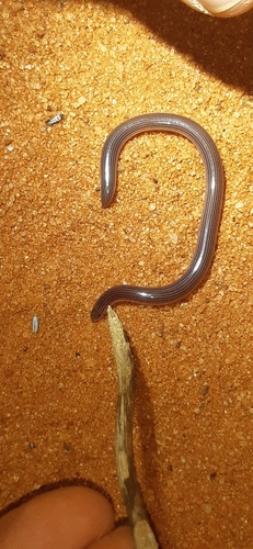 Photo of a Calabresi's Blind-snake (Afrotyphlops calabresii)