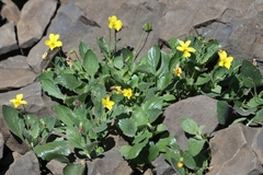 Viola purpurea quercetorum