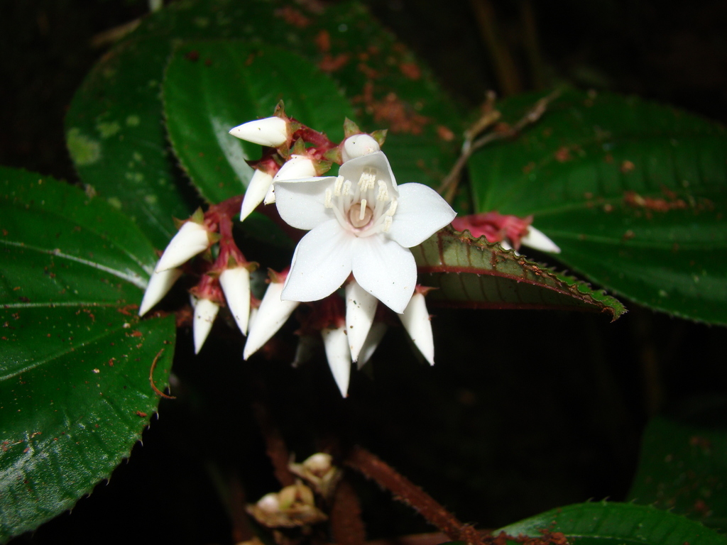 Bertolonia mosenii