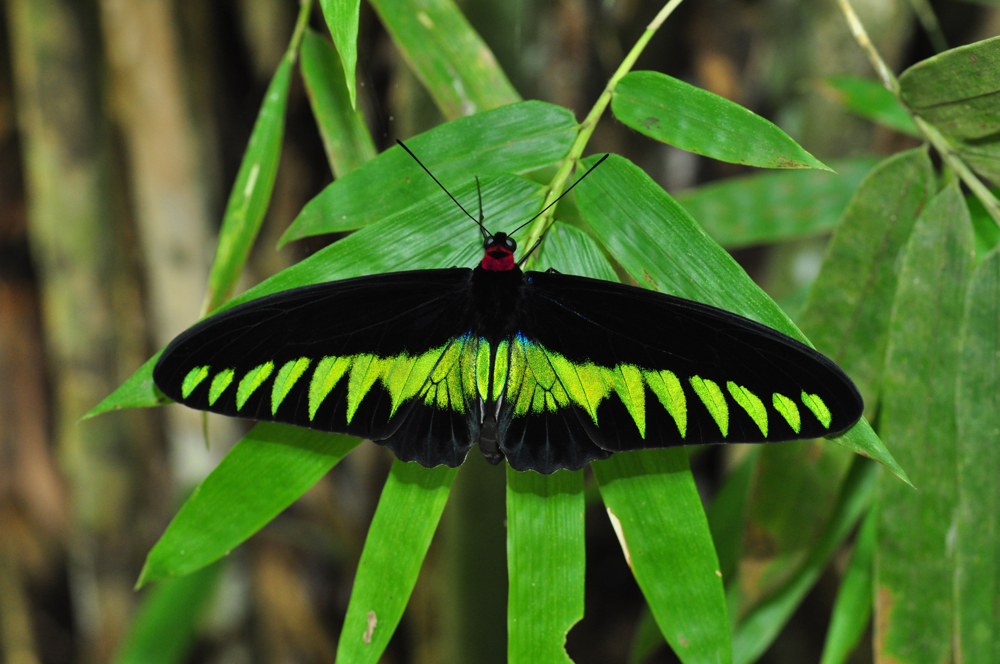 Rajah Brooke's Birdwing (Trogonoptera brookiana) · iNaturalist