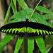 Rajah Brooke's Birdwing - Photo (c) Green Baron Pro, some rights reserved (CC BY-NC)