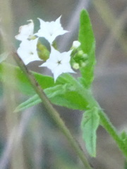 Heliotropium ciliatum