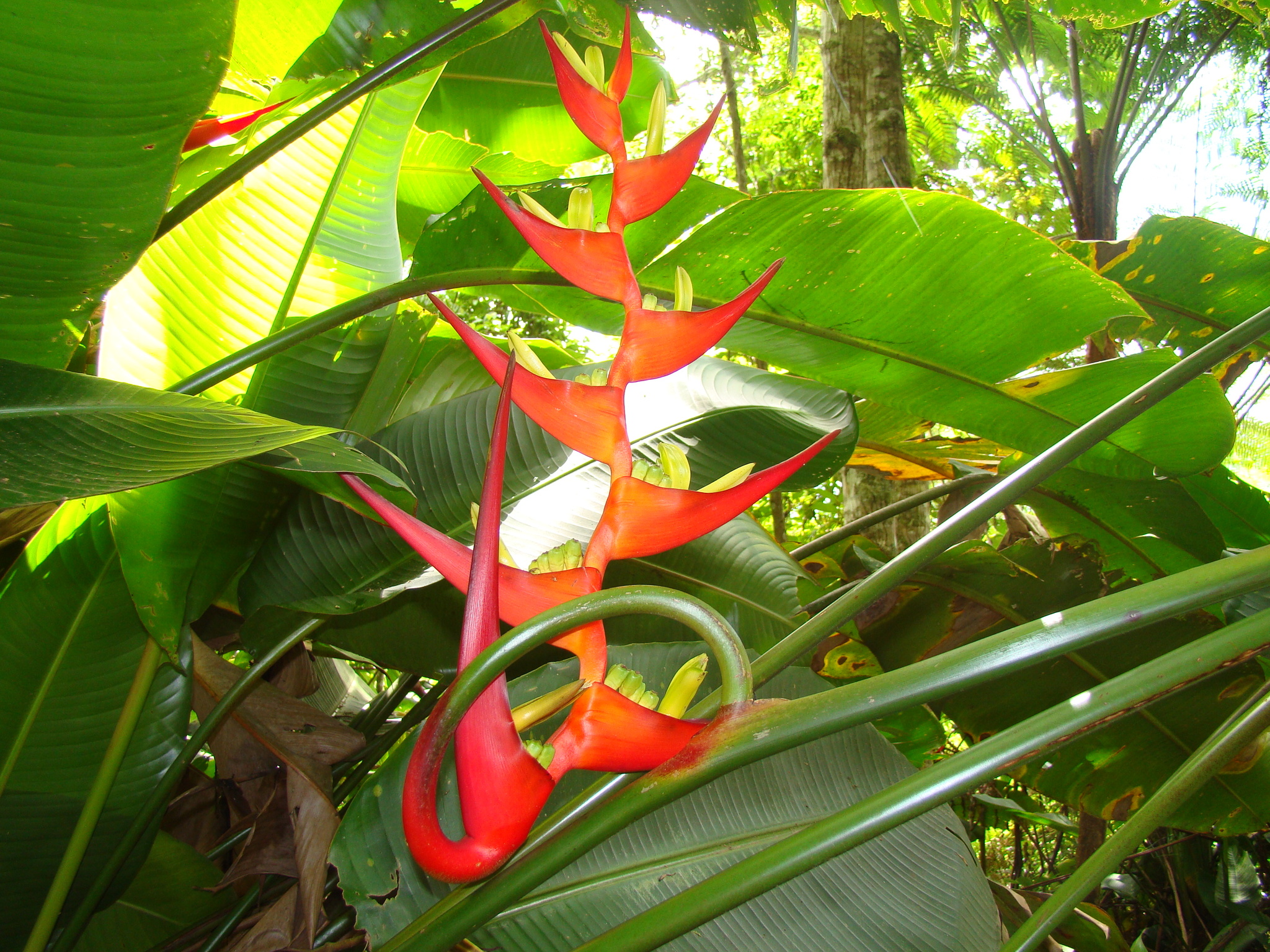 Heliconia farinosa