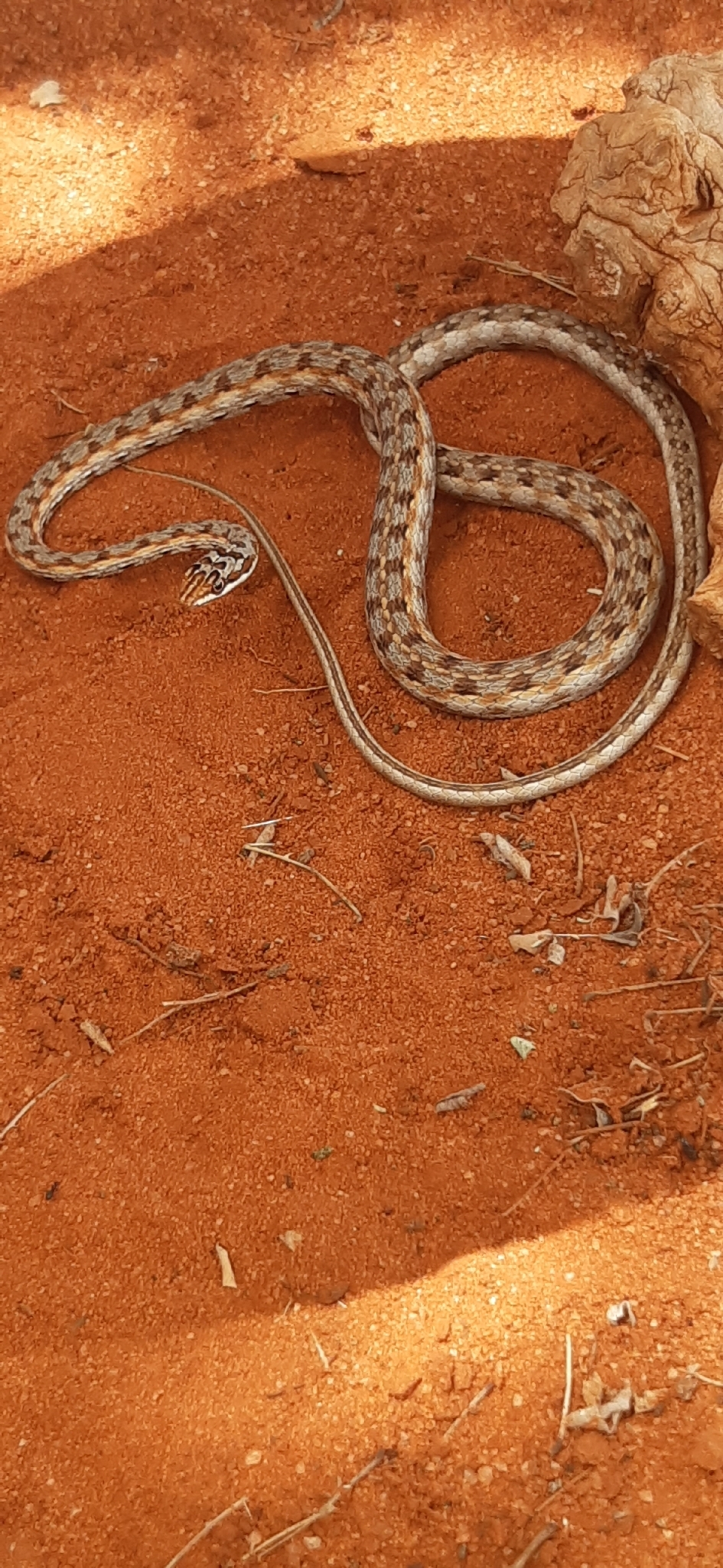 Tanganyika Sand Snake