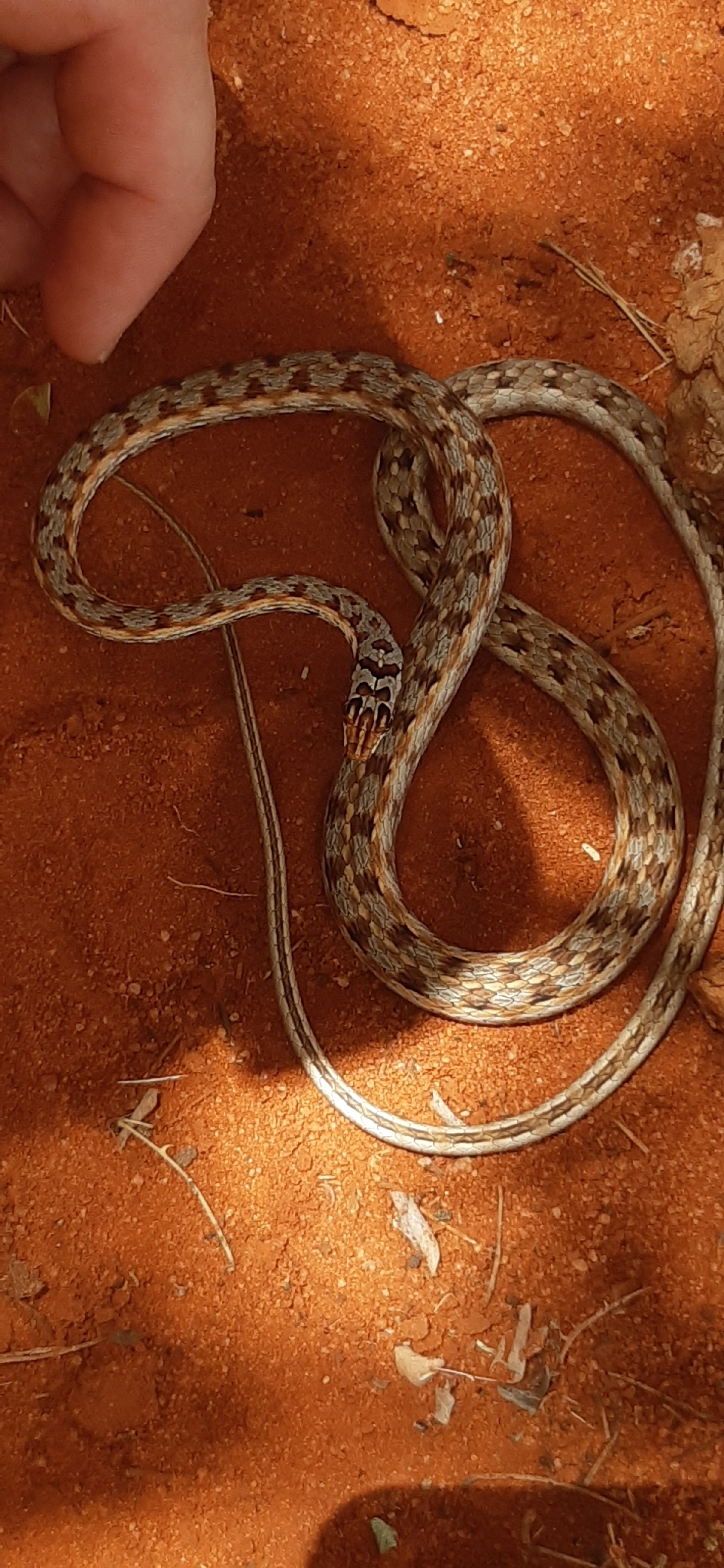 Tanganyika Sand Snake photo 2