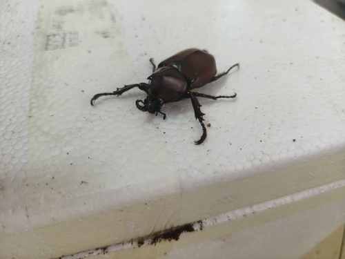 Xylotrupes socrates tonkinensis