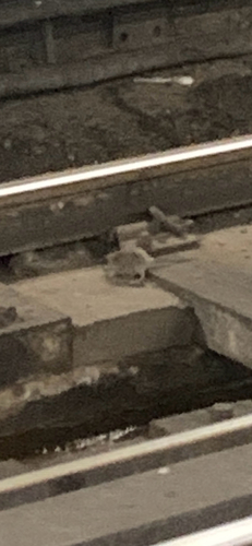 Rat photographed near here on 2026-06-04