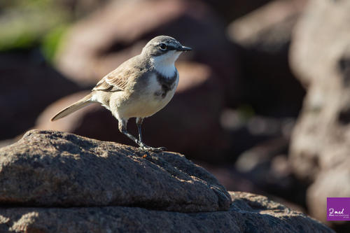 iNaturalist: (c) Ákos Lumnitzer, some rights reserved (CC BY-NC), uploaded by Ákos Lumnitzer iNaturalist image