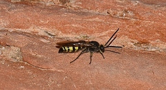 Dielis pilipes