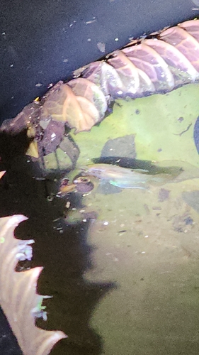 Croaking Gourami