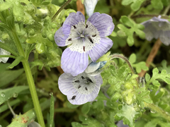Nemophila menziesii menziesii