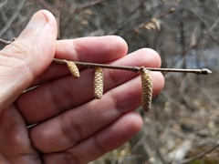 Corylus cornuta cornuta