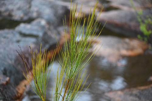 Viminaria juncea, photograph 6