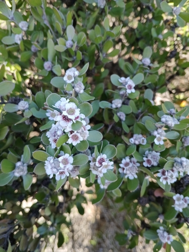 Taxandria marginata, photograph 4
