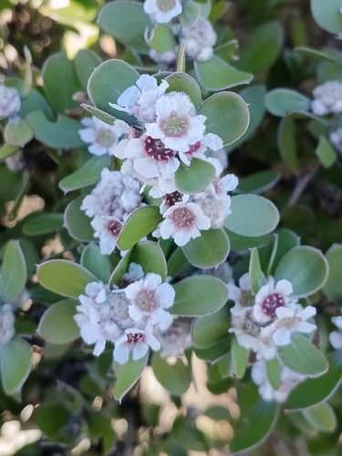 Taxandria marginata, photograph 5