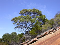 Eucalyptus conferruminata recherche