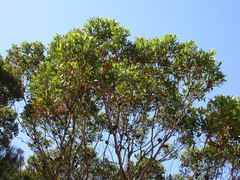 Eucalyptus conferruminata recherche