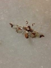 Neoleucinodes elegantalis