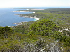 Eucalyptus conferruminata recherche