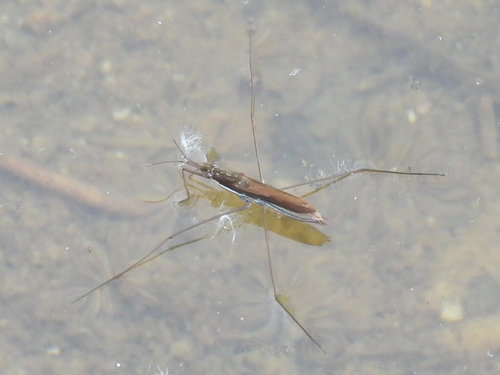 Limnoporus notabilis photo 2