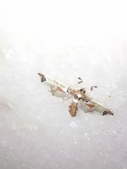 Neoleucinodes elegantalis