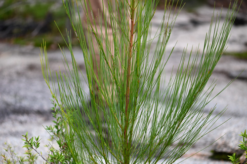 Viminaria juncea, photograph 5