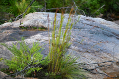 Baloskion tetraphyllum, photograph (c) Bryce Watts-Parker, some rights reserved (CC BY)