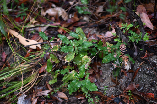 Lomatia ilicifolia, photograph 5