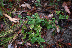 Lomatia ilicifolia, photograph (c) Bryce Watts-Parker, some rights reserved (CC BY)