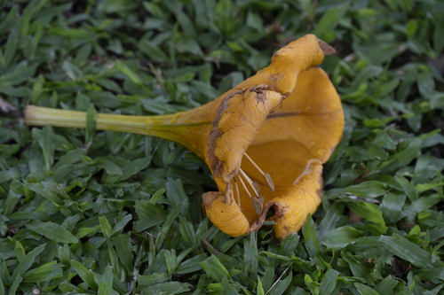 Solandra maxima, 2026-05-14