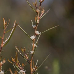 Hakea carinata