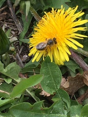 Apis mellifera