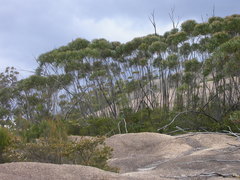 Eucalyptus codonocarpa