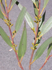 Eucalyptus codonocarpa