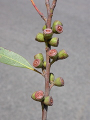 Eucalyptus codonocarpa