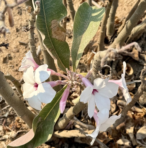 Bushman poison (Adenium boehmianum)