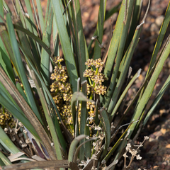 Lomandra multiflora dura