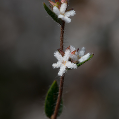 Leucopogon concurvus