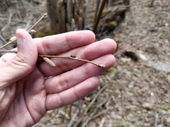 Corylus cornuta cornuta