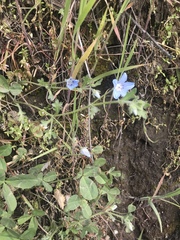 Nemophila menziesii integrifolia