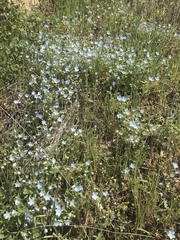 Nemophila menziesii integrifolia