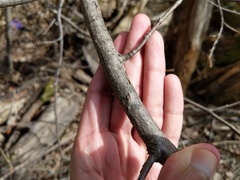 Corylus cornuta cornuta