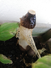 Phallus atrovolvatus