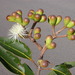 Corymbia abergiana - Photo (c) Dean Nicolle, some rights reserved (CC BY-NC), uploaded by Dean Nicolle