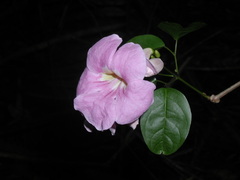 Amphilophium