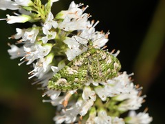 Pasiphila semochlora