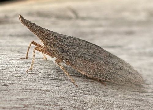Lantern Fly